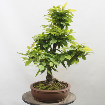 Vonkajší bonsai - Hrab obyčajný - Carpinus betulus - 4