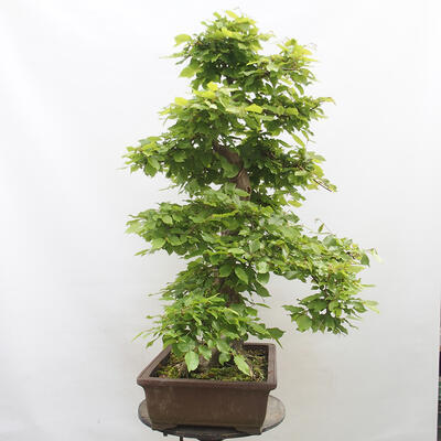 Vonkajší bonsai - Hrab obyčajný - Carpinus betulus - 4