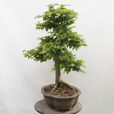 Vonkajší bonsai - Hrab obyčajný - Carpinus betulus - 4