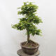 Vonkajší bonsai - Hrab obyčajný - Carpinus betulus - 4/5