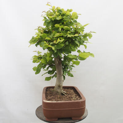 Vonkajší bonsai - Hrab obyčajný - Carpinus betulus - 4