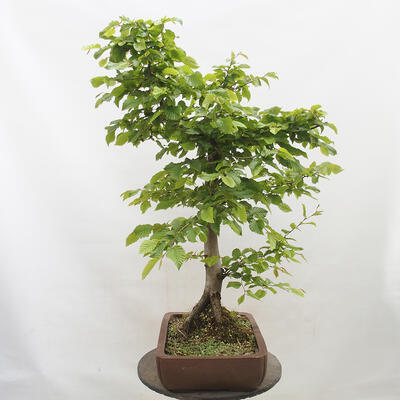 Vonkajší bonsai - Hrab obyčajný - Carpinus betulus - 4