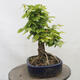 Vonkajší bonsai - Hrab obyčajný - Carpinus betulus - 4/5