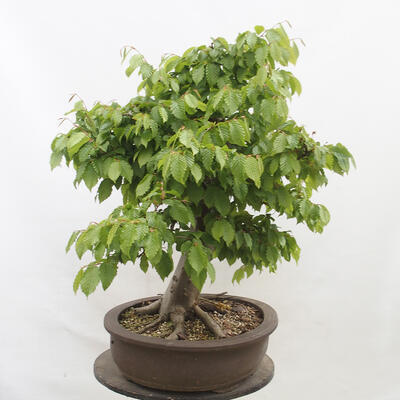 Vonkajší bonsai - Hrab obyčajný - Carpinus betulus - 4