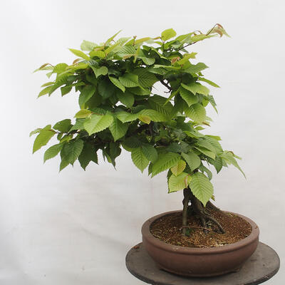 Vonkajší bonsai - Hrab obyčajný - Carpinus betulus - 4