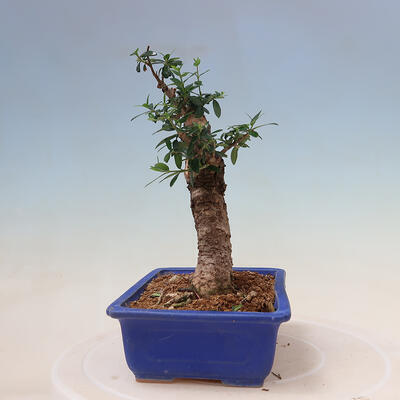 Izbová bonsai - Olea europaea sylvestris -Oliva evropská drobnolistá - 4