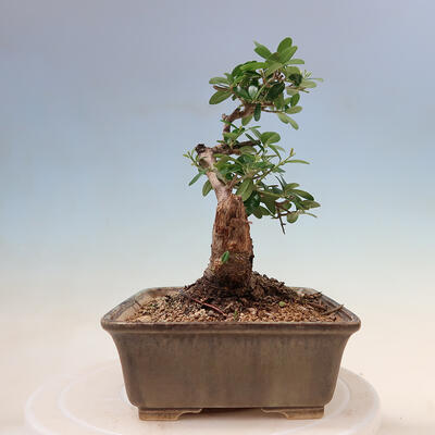 Izbová bonsai - Olea europaea sylvestris -Oliva evropská drobnolistá - 4