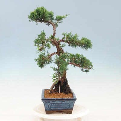 Vonkajší bonsai - Juniperus chinensis -Jalovec čínsky - 4