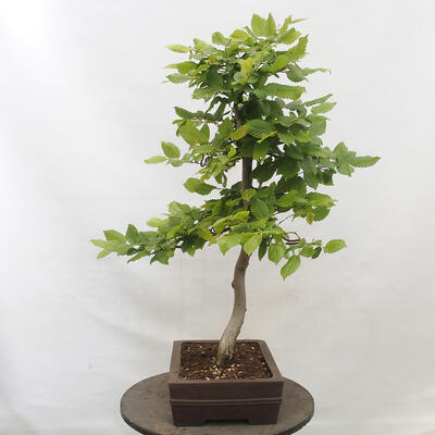 Vonkajší bonsai - Hrab obyčajný - Carpinus betulus - 4