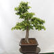 Vonkajší bonsai - Hrab obyčajný - Carpinus betulus - 4/5