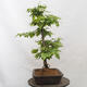 Vonkajší bonsai - Hrab obyčajný - Carpinus betulus - 4/4