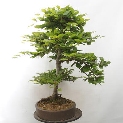 Vonkajší bonsai - Fagus sylvatica - Buk lesný - 4