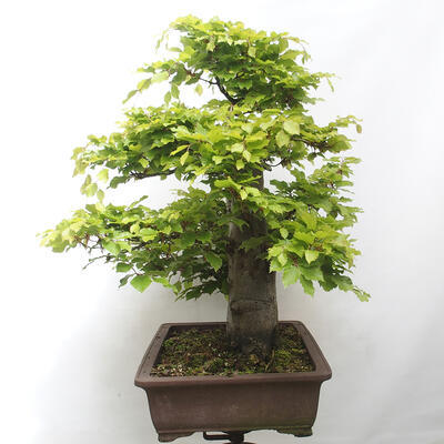 Vonkajší bonsai - Fagus sylvatica - Buk lesný - 4