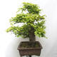 Vonkajší bonsai - Fagus sylvatica - Buk lesný - 4/5