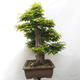 Vonkajší bonsai - Fagus sylvatica - Buk lesný - 4/5