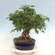 Vonkajší bonsai - Acer Campestre - Javor polný - 4/4