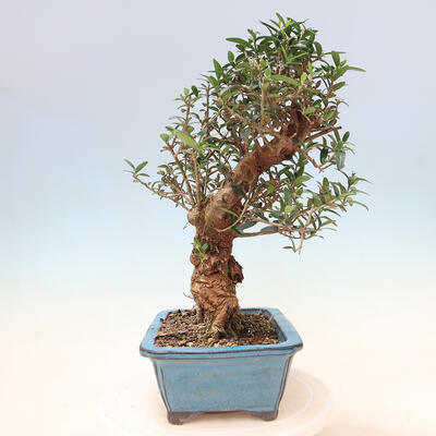 Izbová bonsai - Olea europaea sylvestris -Oliva evropská drobnolistá - 4