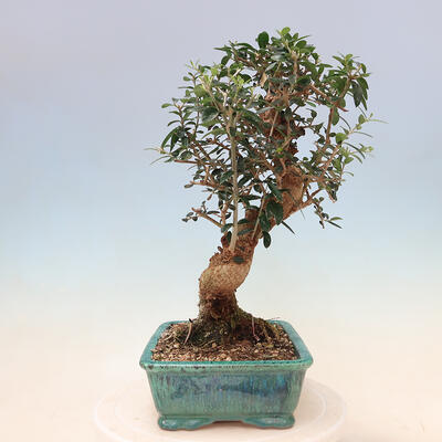 Izbová bonsai - Olea europaea sylvestris -Oliva evropská drobnolistá - 4