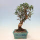 Izbová bonsai - Olea europaea sylvestris -Oliva evropská drobnolistá - 4/6