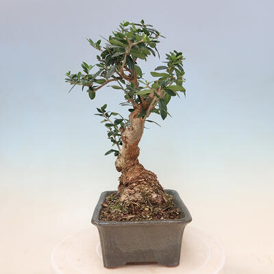 Izbová bonsai - Olea europaea sylvestris -Oliva evropská drobnolistá - 4