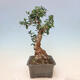 Izbová bonsai - Olea europaea sylvestris -Oliva evropská drobnolistá - 4/6