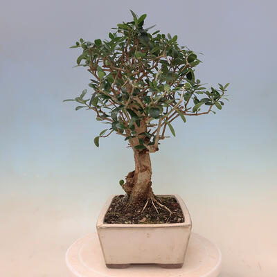 Izbová bonsai - Olea europaea sylvestris -Oliva evropská drobnolistá - 4