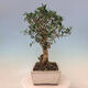 Izbová bonsai - Olea europaea sylvestris -Oliva evropská drobnolistá - 4/6