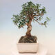 Izbová bonsai - Olea europaea sylvestris -Oliva evropská drobnolistá - 4/6