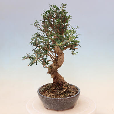 Izbová bonsai - Olea europaea sylvestris -Oliva evropská drobnolistá - 4