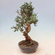 Izbová bonsai - Olea europaea sylvestris -Oliva evropská drobnolistá - 4/6