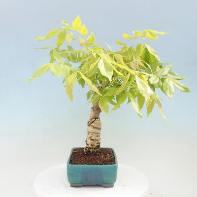 Vonkajšia bonsai - Vistarie kvetnatá - Wisteria floribunda - 4