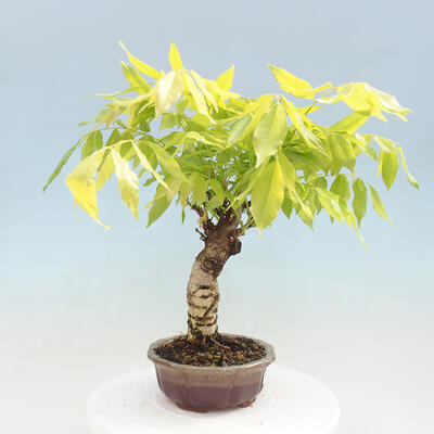 Vonkajšia bonsai - Vistarie kvetnatá - Wisteria floribunda - 4