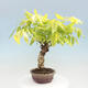 Vonkajšia bonsai - Vistarie kvetnatá - Wisteria floribunda - 4/7