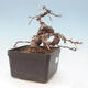 Vonkajší bonsai -Larix decidua - Smrekovec opadavý - 4/4