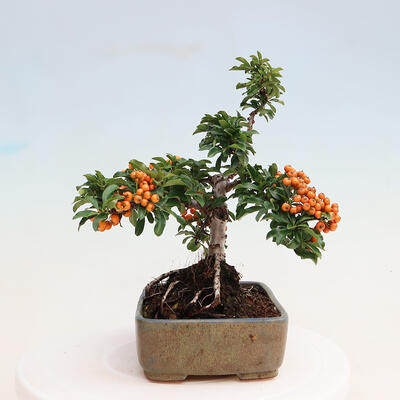 Vonkajšia bonsai-Pyracanta Teton -Hlohyně - 4