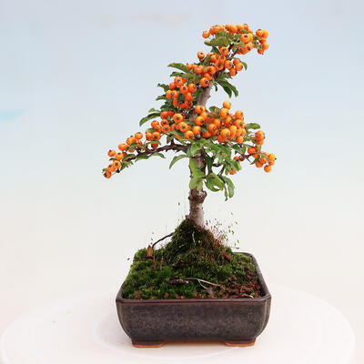 Vonkajšia bonsai-Pyracanta Teton -Hlohyně - 4