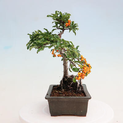 Vonkajšia bonsai-Pyracanta Teton -Hlohyně - 4