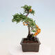 Vonkajšia bonsai-Pyracanta Teton -Hlohyně - 4/4
