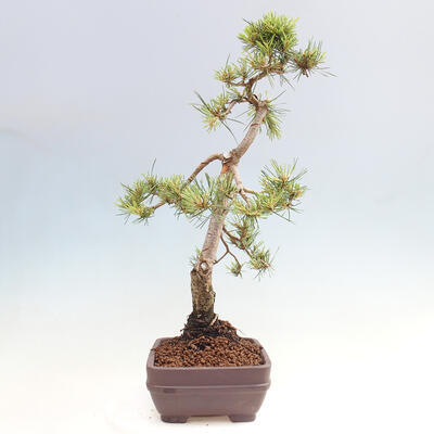 Vonkajšie bonsai - Pinus Sylvestris - Borovica lesná - 4