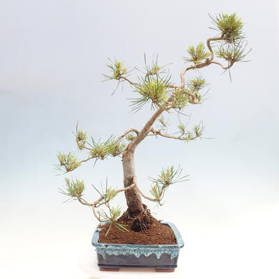 Vonkajšie bonsai - Pinus Sylvestris - Borovica lesná - 4