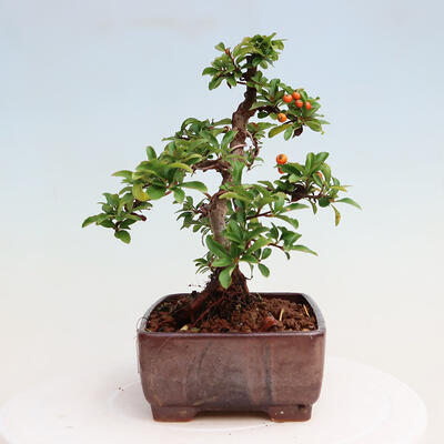 Vonkajšia bonsai-Pyracanta Teton -Hlohyně - 4