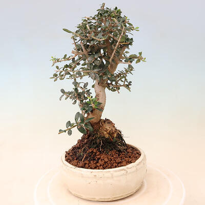 Izbová bonsai - Olea europaea sylvestris -Oliva evropská drobnolistá - 4