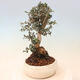 Izbová bonsai - Olea europaea sylvestris -Oliva evropská drobnolistá - 4/7