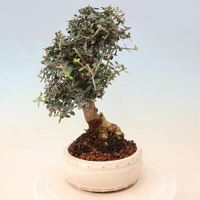 Izbová bonsai - Olea europaea sylvestris -Oliva evropská drobnolistá - 4