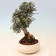 Izbová bonsai - Olea europaea sylvestris -Oliva evropská drobnolistá - 4/7