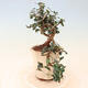 Izbová bonsai - Olea europaea sylvestris -Oliva európska drobnolistá - 4/5