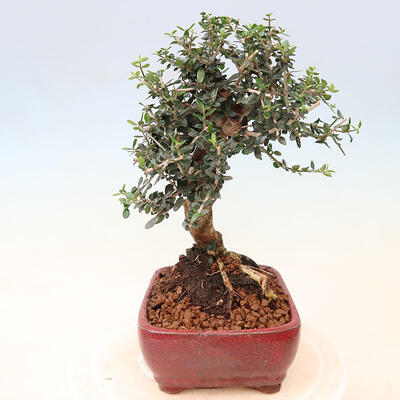 Izbová bonsai - Olea europaea sylvestris -Oliva európska drobnolistá - 4