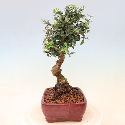 Izbová bonsai - Olea europaea sylvestris -Oliva európska drobnolistá - 4