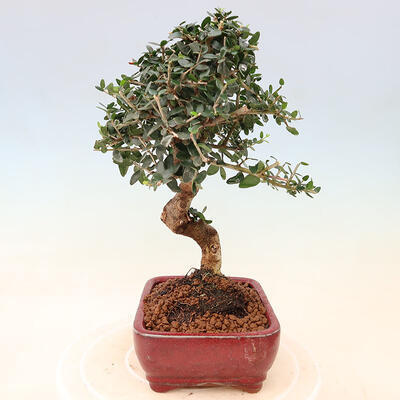 Izbová bonsai - Olea europaea sylvestris -Oliva európska drobnolistá - 4