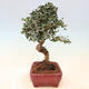 Izbová bonsai - Olea europaea sylvestris -Oliva európska drobnolistá - 4/5